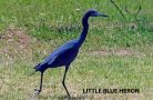 7   dscn2279  blue heron in back yard  done
