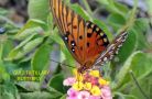 a gulf fritillary butterfly beautiful to behold  done12
