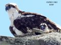 baby osprey says ma when is dinner  done