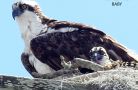 baby osprey says ma when is dinner  done