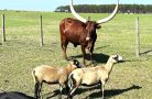 bull goat friends