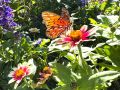 butterfly garden