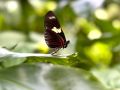 butterfly standing