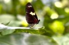 butterfly standing