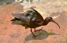 pearlized black bird
