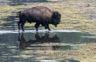 bison on the move 