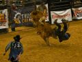 bull riding event