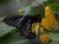 goliath birdwing butterfly
