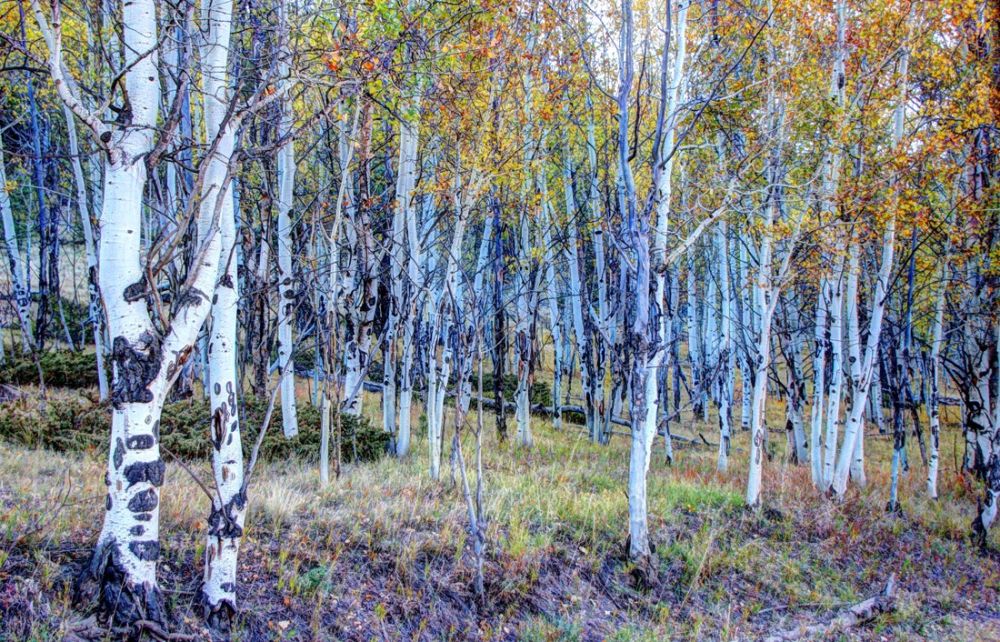colorado aspen grove in autumn   steve evans