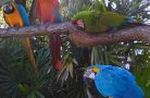 colorful birds at tampa zoo   john bauer