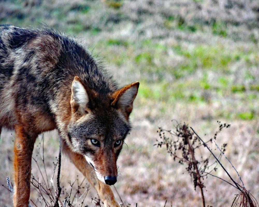 coyote eyeing dinner   dale gray