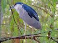 night heron checking out the day   dale gray