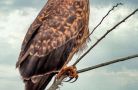 hawk at lachau trail   dave schultz
