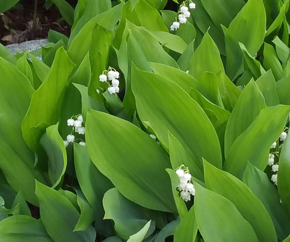 lily of the valley in Skagway