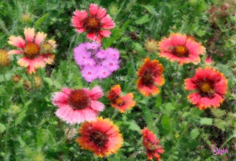 Flowers in Field