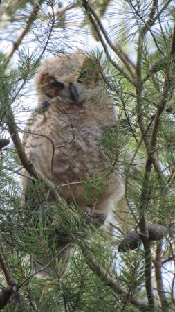 Great Horned Owl   Laura Lasky