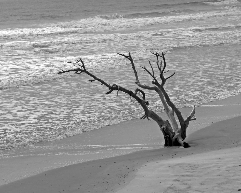 Old Tree and the Sea  Osis