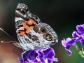 American Lady Butterfly  Sue Lassiter