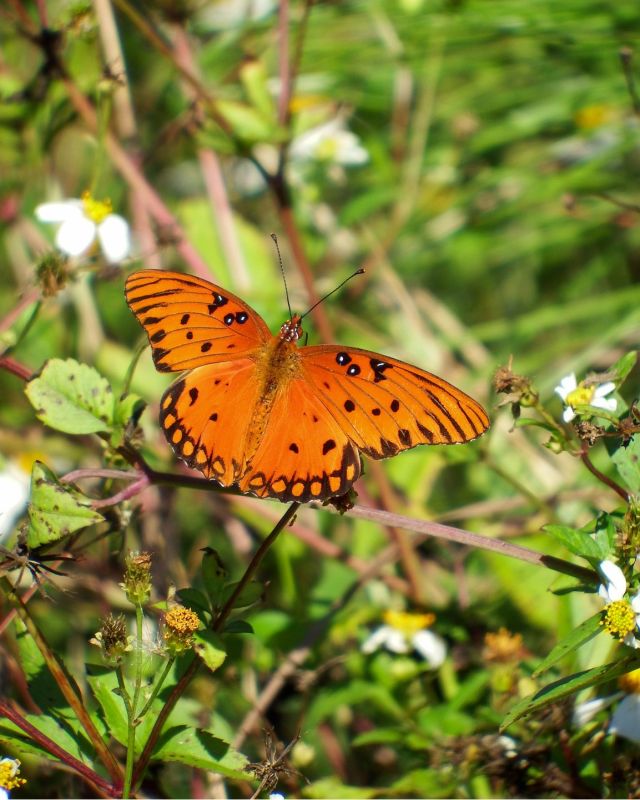 Gulf Frittilary Butterfly  Denise Gatchell