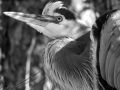 Heron in Black and White  Denise Gatchell