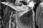 Heron in Black and White  Denise Gatchell