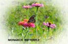 4  dscn5264  monarch butterfly  march