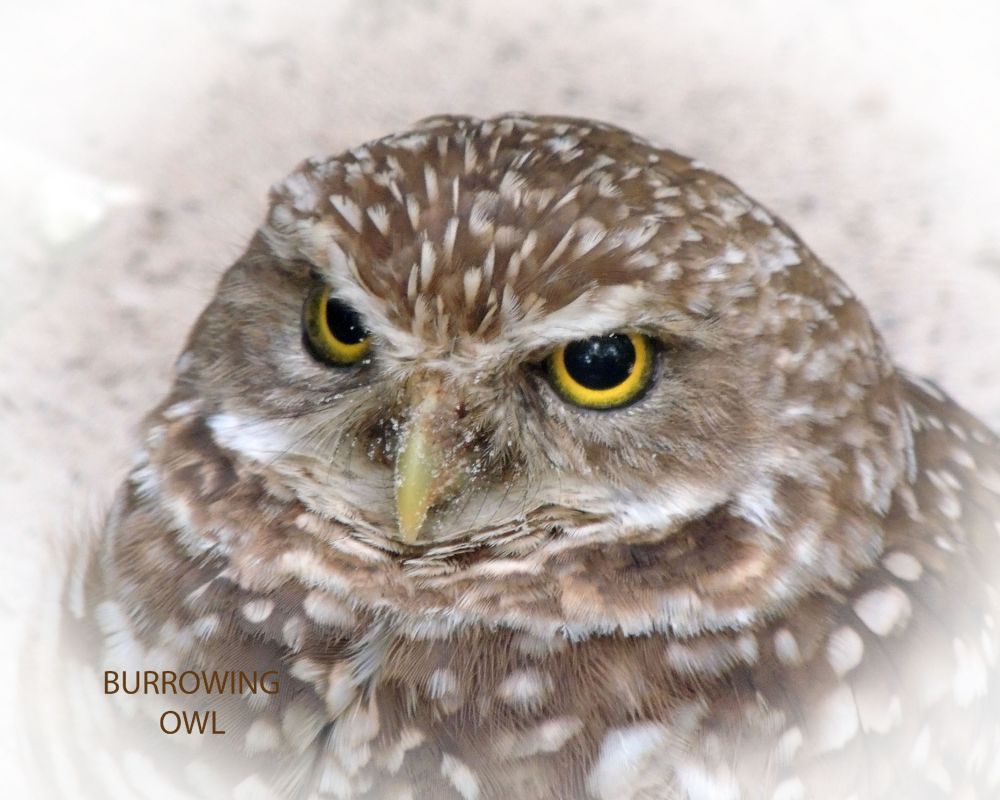 burrowing owl  done