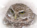 burrowing owl  done