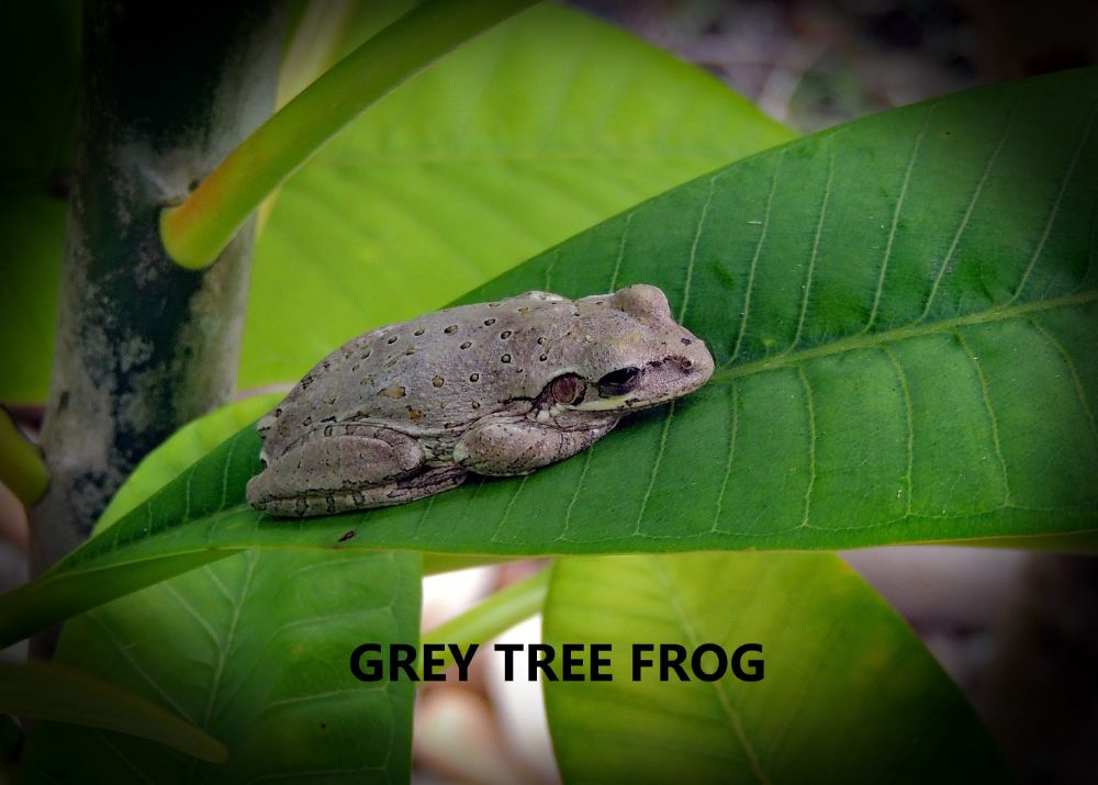 dscn0137  grey tree frog  may
