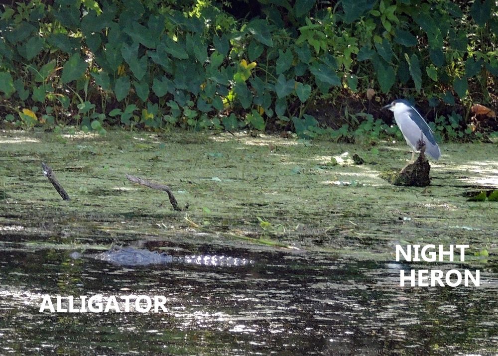 dscn5732  septenber alligator   night heron