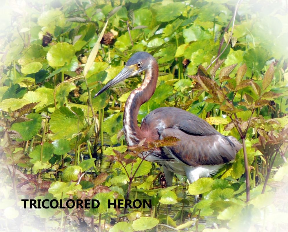 dscn5816   july  tricolored heron