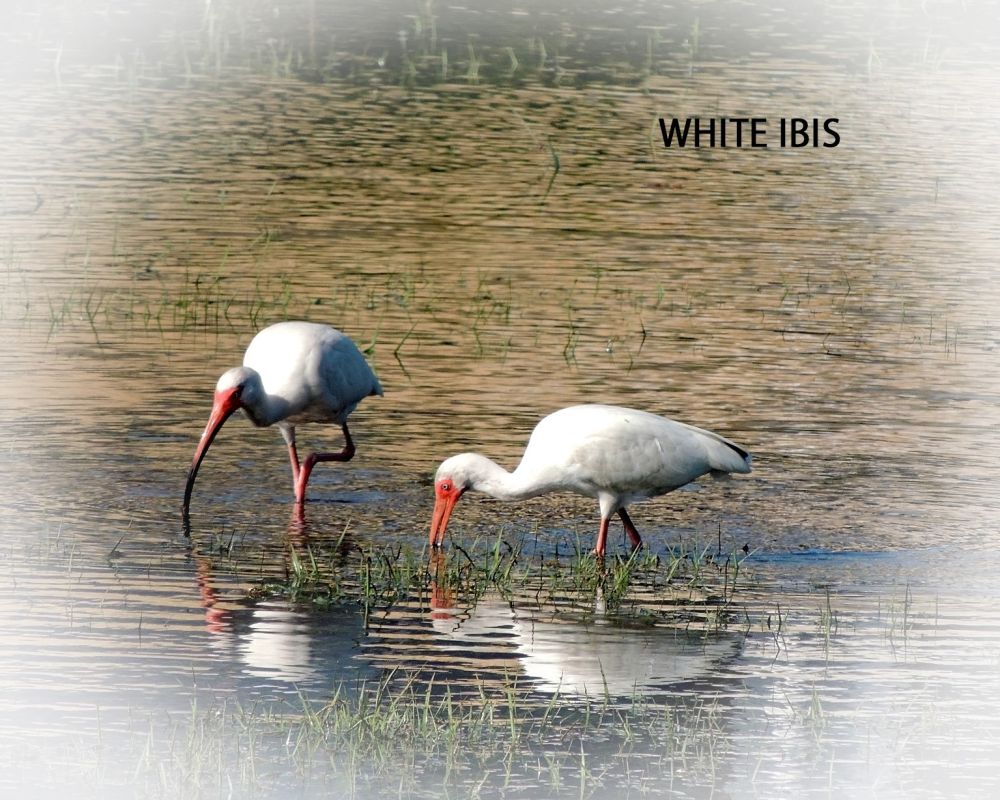 dscn5903  jan  white ibis