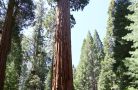 general sherman.sequoia np.06