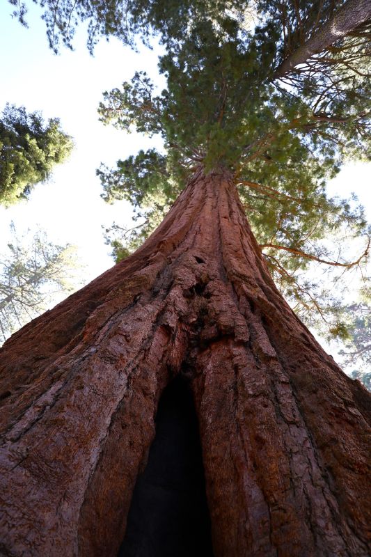sequoia np  2 .06