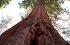 sequoia np  2 .06