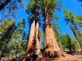 sequoia np.06