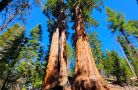 sequoia np.06