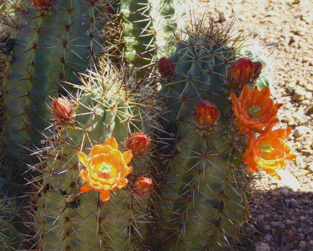 pe cactus flower orange