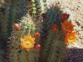 pe cactus flower orange