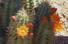 pe cactus flower orange