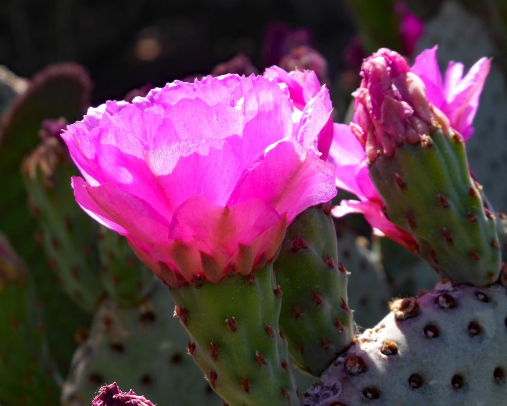 pe cactus flower pink