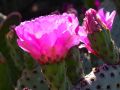 pe cactus flower pink