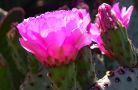 pe cactus flower pink