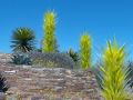 pe dbg chihuly cacti