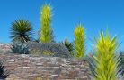 pe dbg chihuly cacti