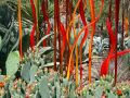 pe dbg chihuly orange red prickly pear