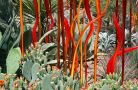 pe dbg chihuly orange red prickly pear