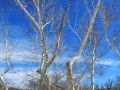 pe montezuma s castle trees