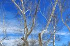 pe montezuma s castle trees