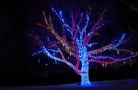 blue earth plaza tree